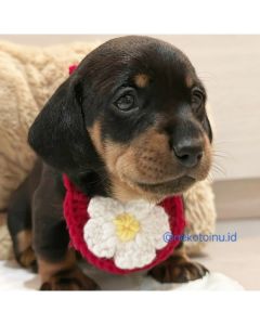 Flower Crochet Puppy Bib